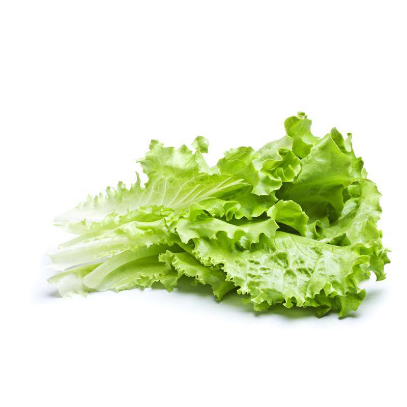 Lettuce, Romaine Paris Island flower seeds
