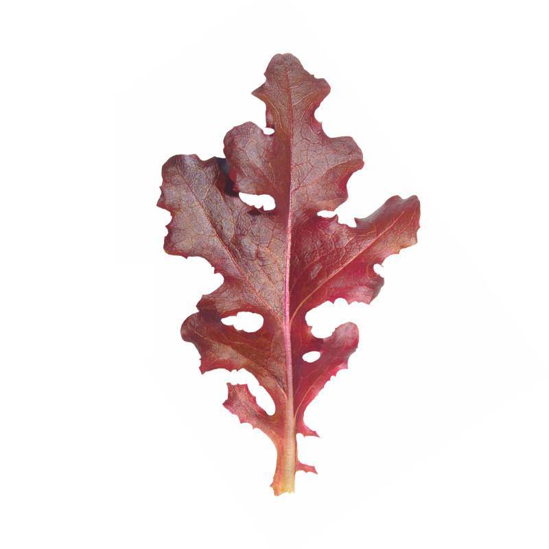 Red Lettuce leaf on a white background.