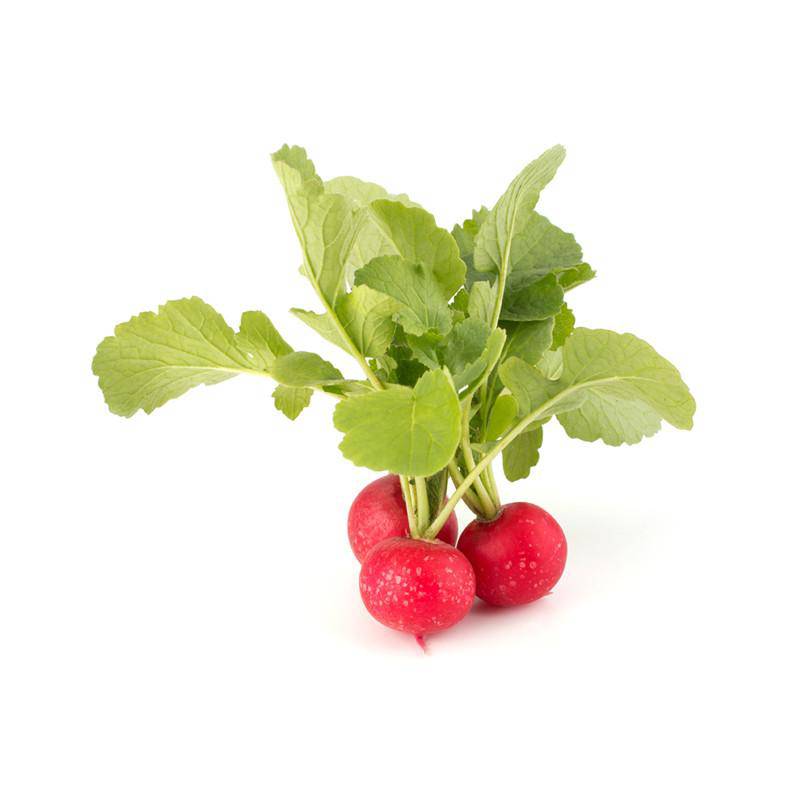 Cherry Belle Radish with greens on white background.