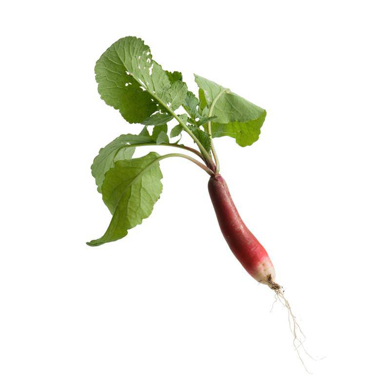 French Breakfast Radish with greens on white background.