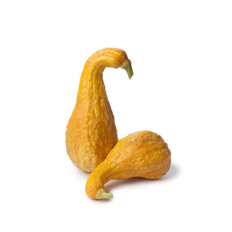 Squash, Yellow Crookneck garden seeds