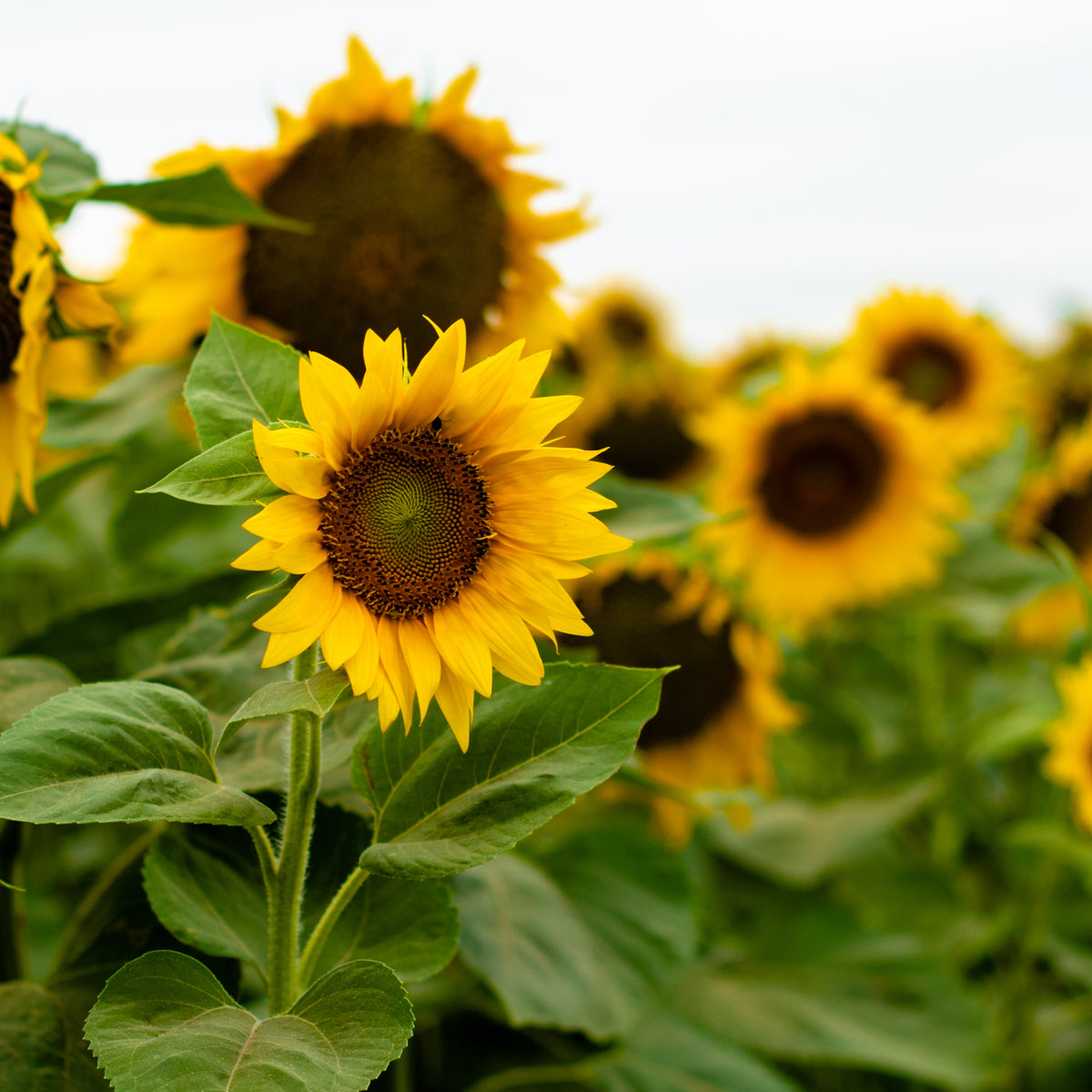 Sunflower, Wild flower seeds
