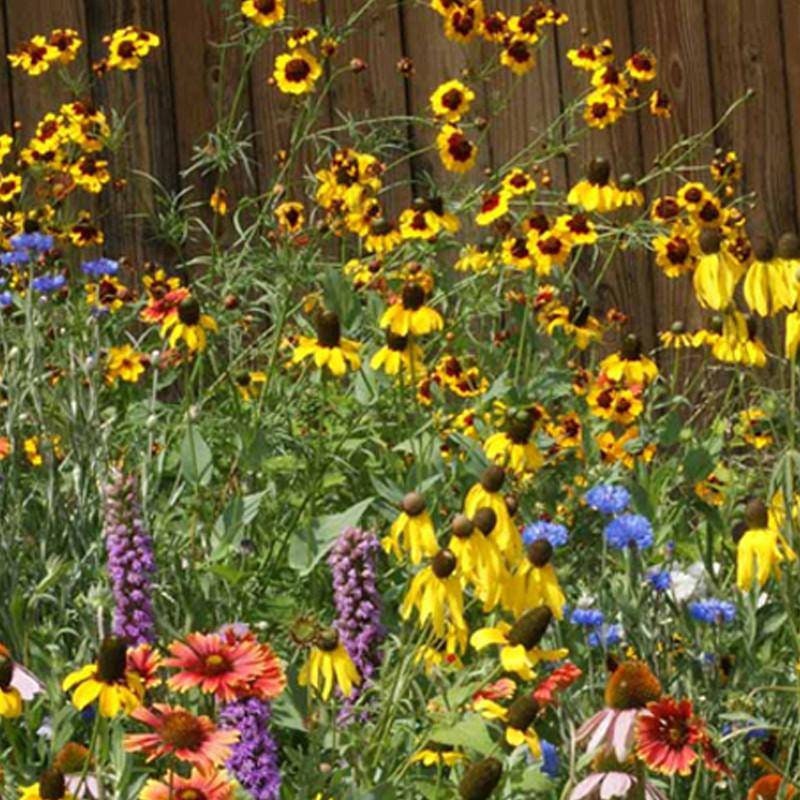 Midwest Wildflower Mix flower seeds
