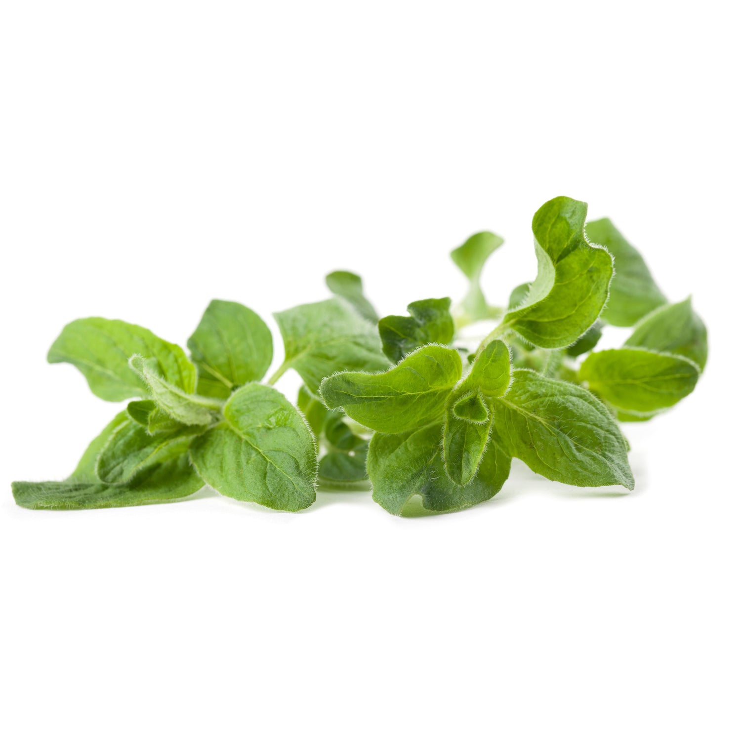 Oregano seed packet