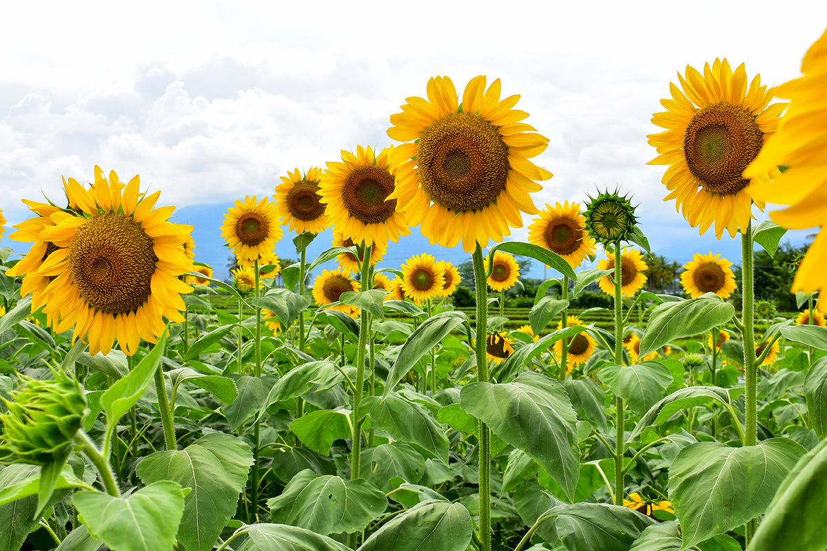 Sunflower, Mammoth Seed flower seeds