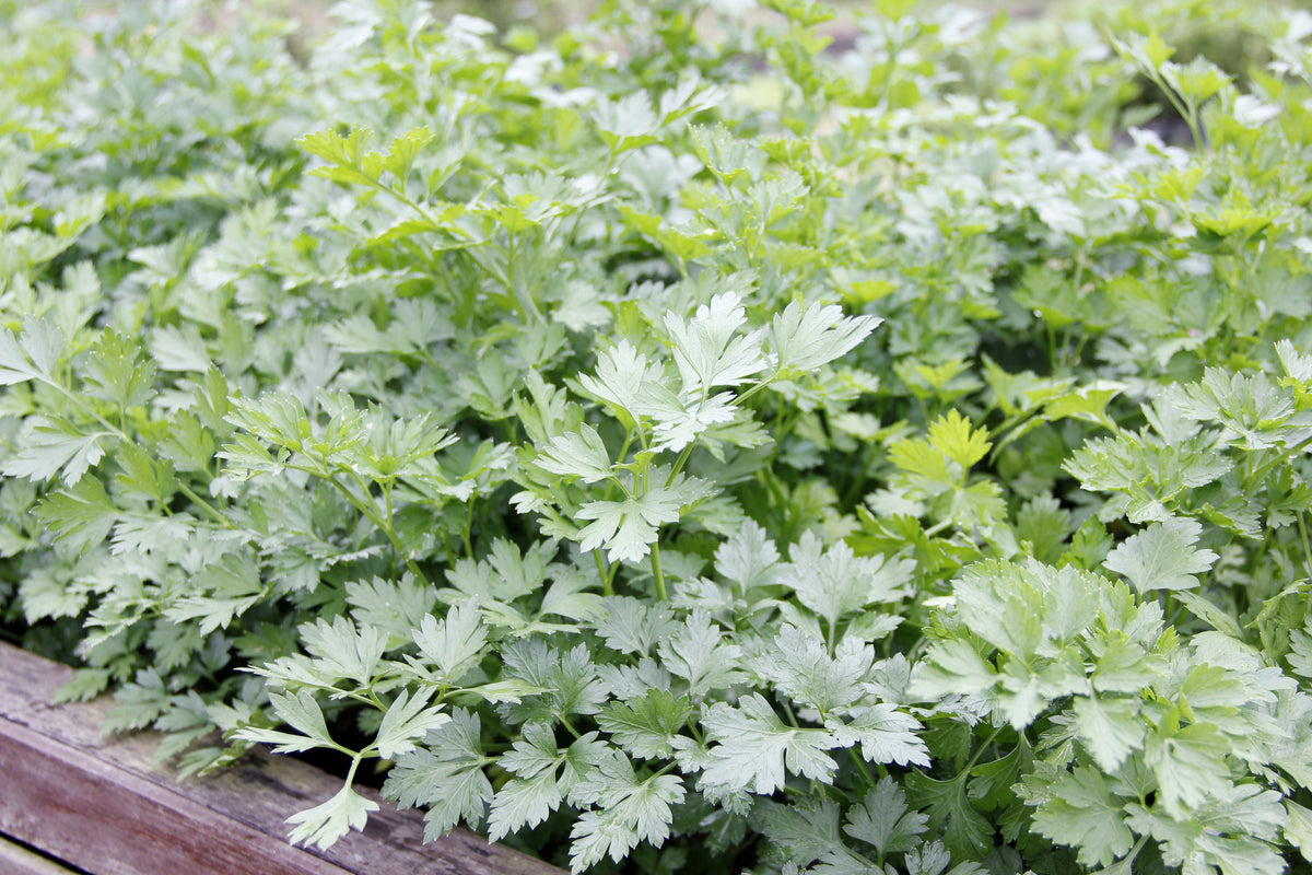 Cilantro, Slow Bolting Seed Packets seed packet
