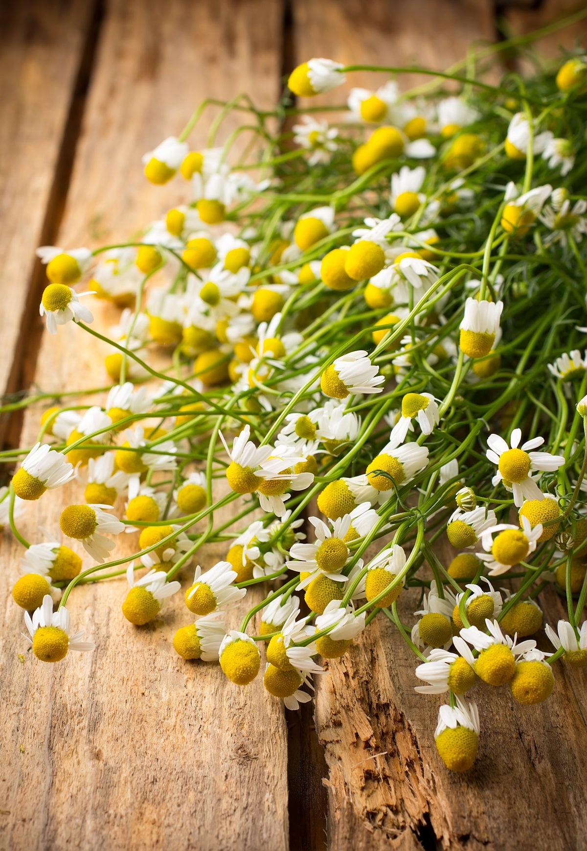 Chamomile Seed Packets seed packet
