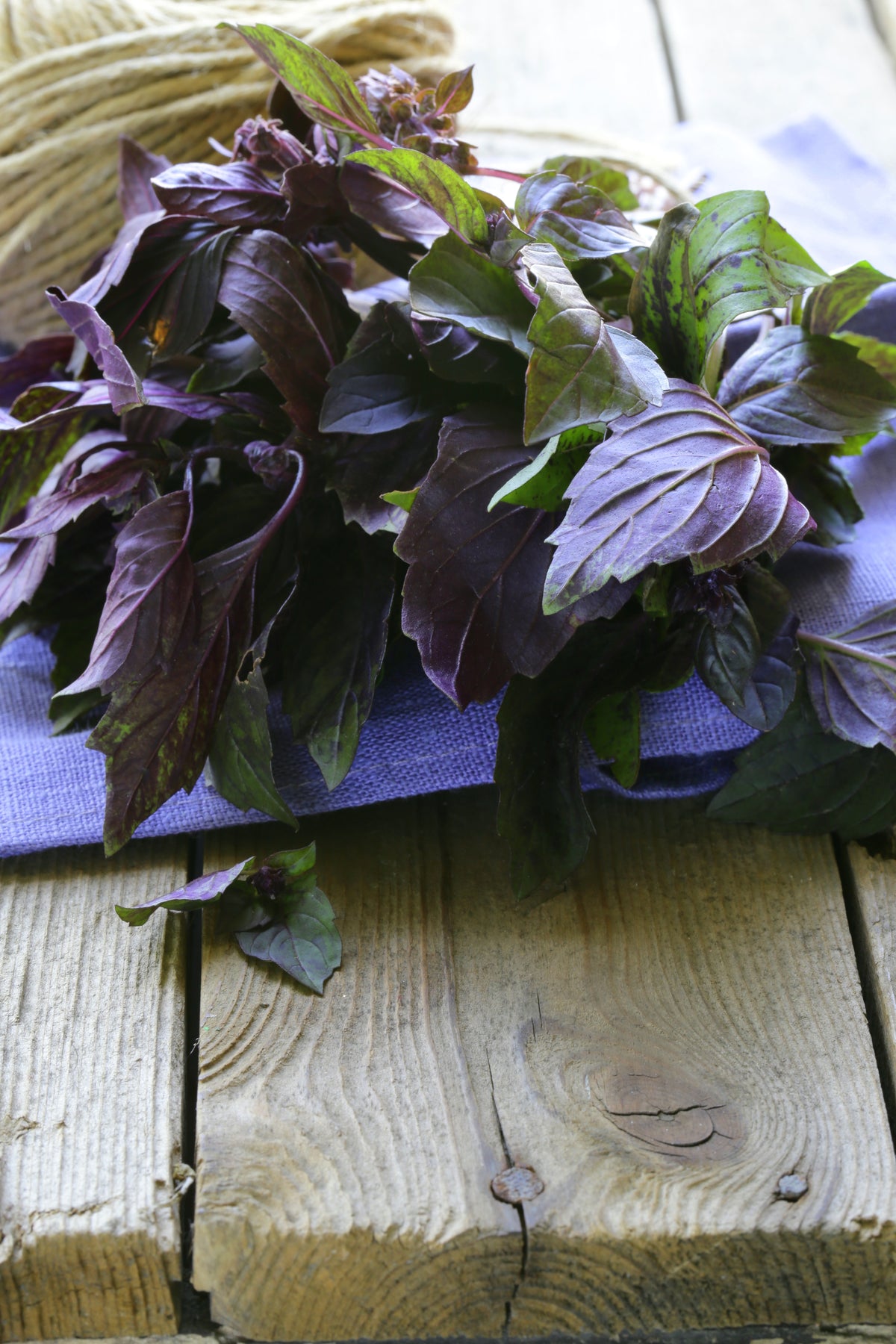 Basil, Purple Opal Seed Packets flower seeds