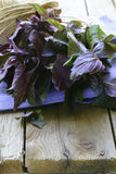 Purple Dark Opal Basil Gorgeous purple color and excellent Basil flavor, Purple Basil is a great choice for cooking and garnishing! Can be grown indoors. Bentley Seeds.