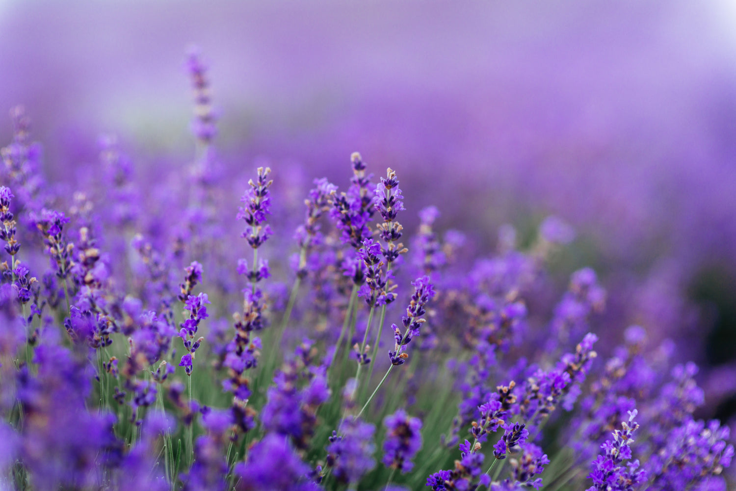 Lavender Seed Packets seed packet