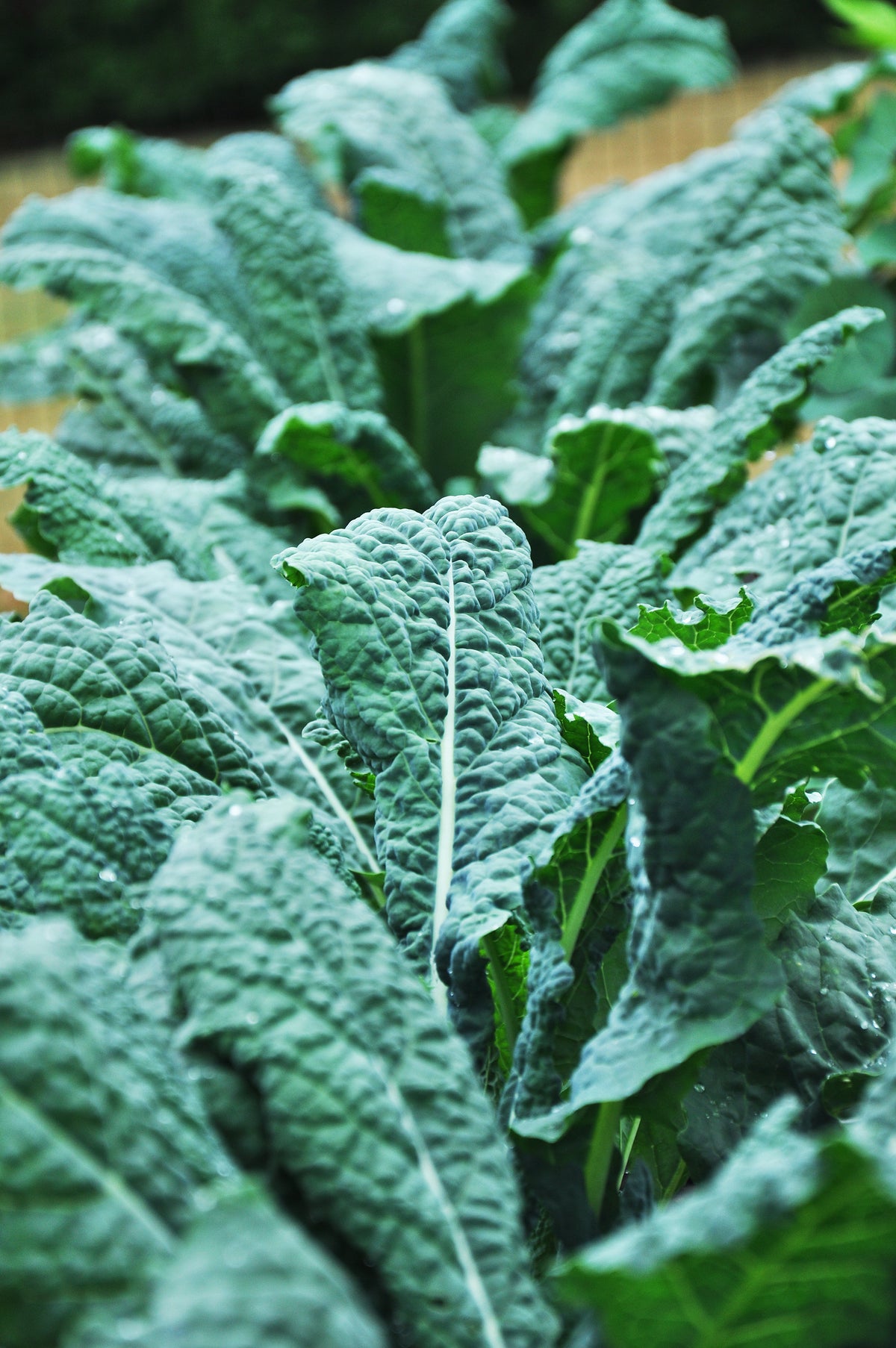 Kale, Lacinato Seed Packets seed packet
