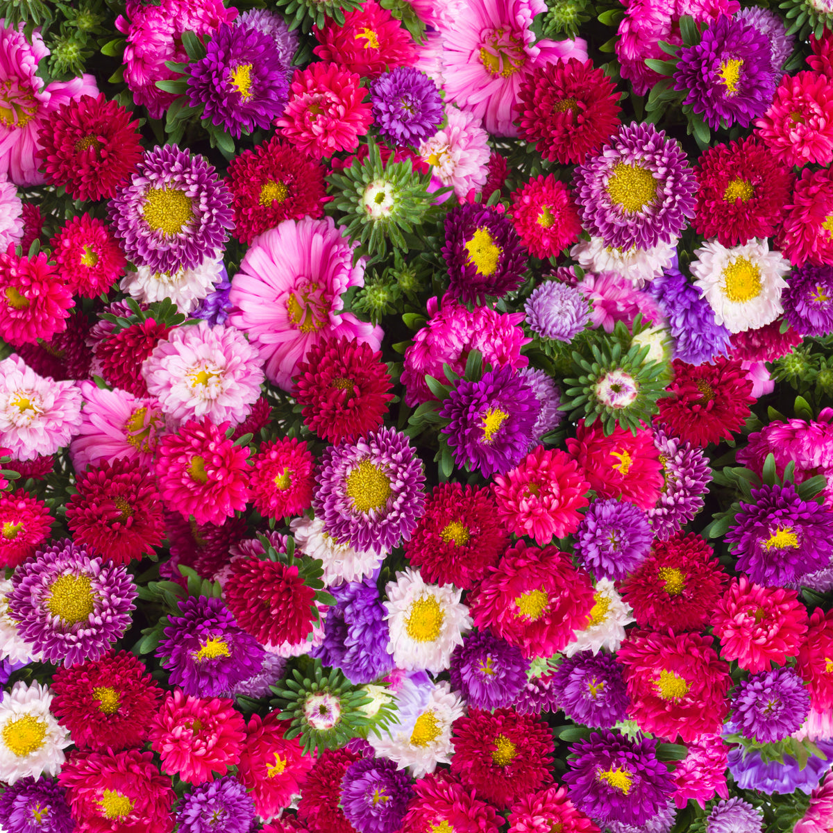 Aster, Crego Mixed Colors Seed Packets flower seeds