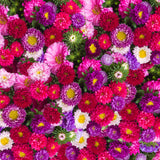Crego Aster-Mixed Colors Callistephus chinensis. A garden classic! This colorful mix of shaggy, bright blooms will bring delight to your home. Asters will provide your garden with some late season color. Use in garden beds. containers and as cut flowers in bouquets. Bentley Seed.