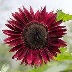 Sunflower, Chocolate Cherry garden seeds