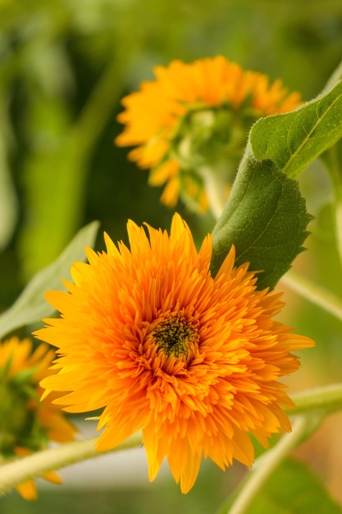 Sunflower, Dwarf Sungold Seed Packets seed packet