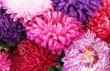 Grateful Flowers - Aster Mix Seed Packets - Bentley Seeds