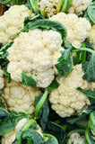 Cauliflower - Snowball  Improved Seed - Bentley Seeds