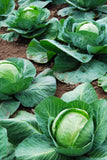 Cabbage - Late Flat Dutch Seed - Bentley Seeds