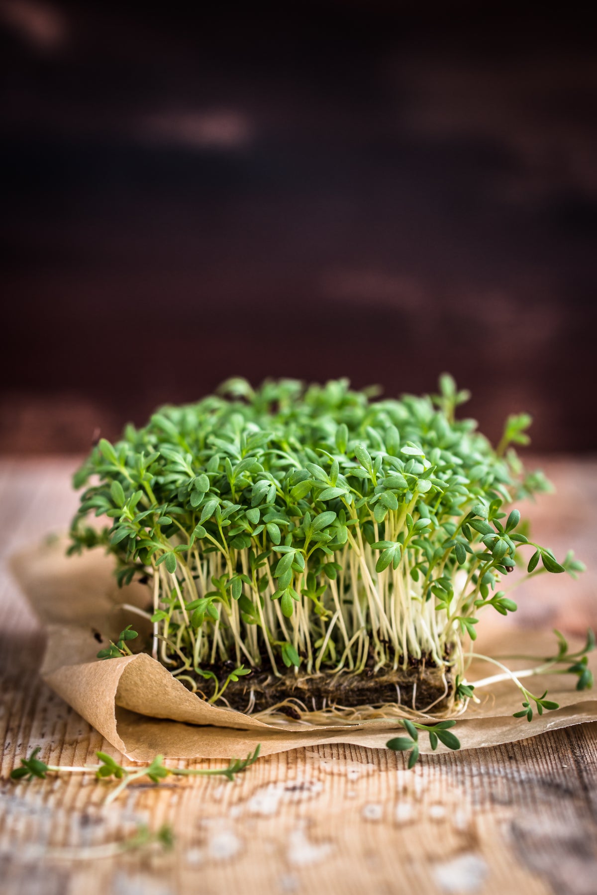 Cress, Curled Seed Packets flower seeds