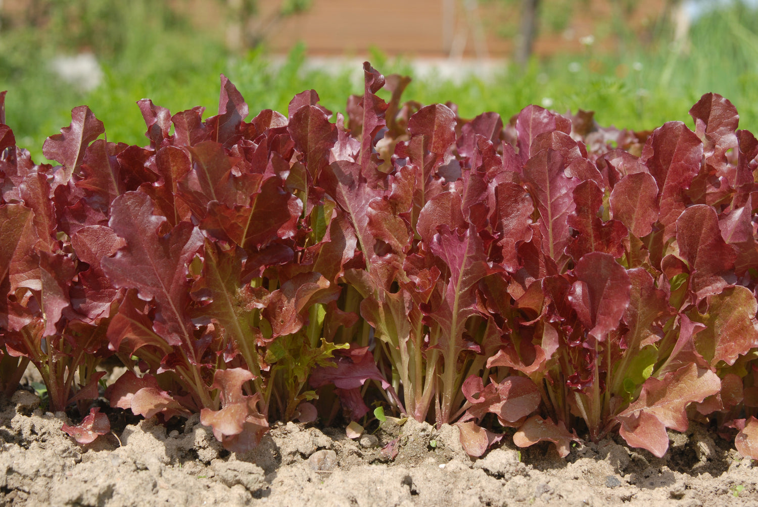 Red lettuce growing in a garden.