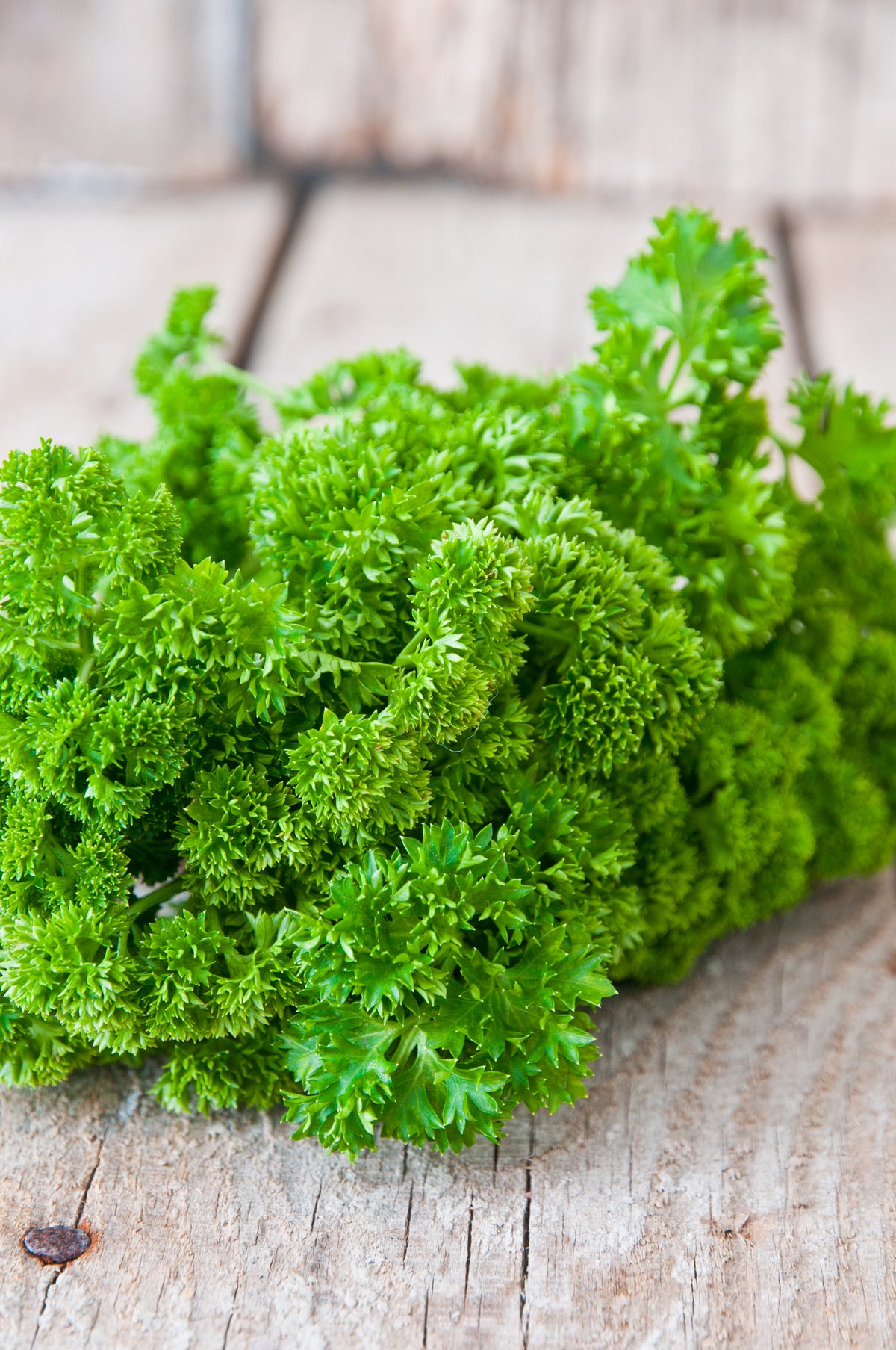 Parsley, Moss Curled Seed Packets flower seeds