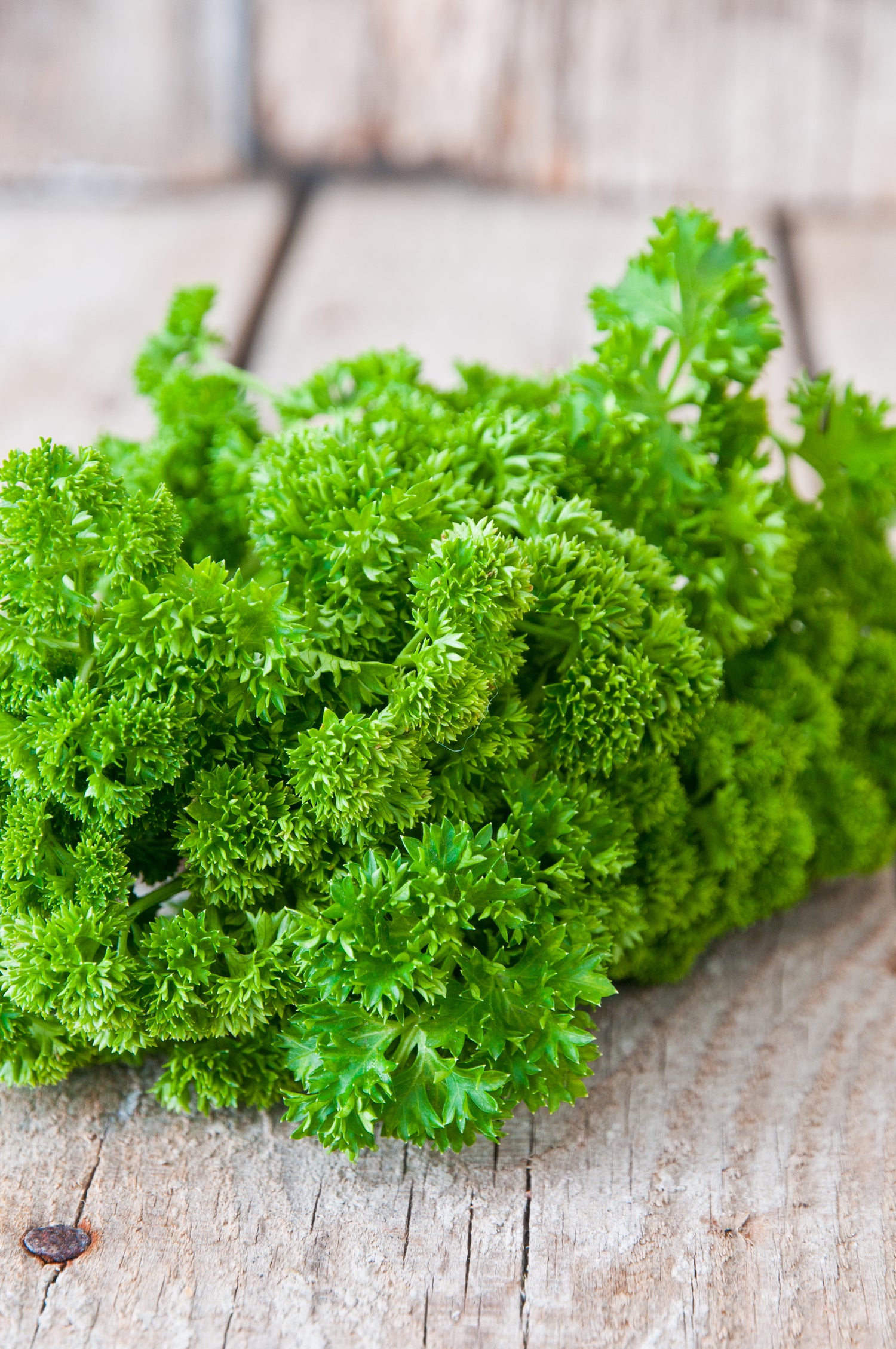 Parsley, Moss Curled Seed Packets flower seeds