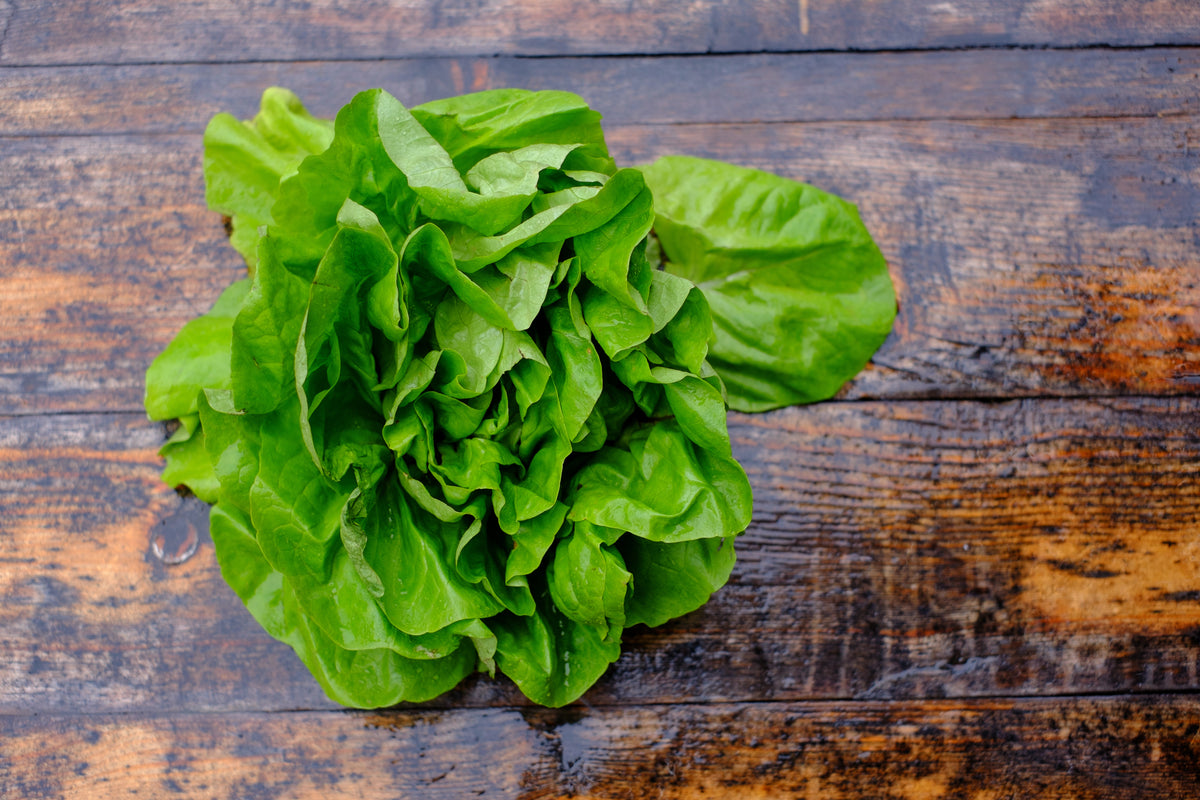 Fresh Buttercrunch lettuce on a rustic wooden table.