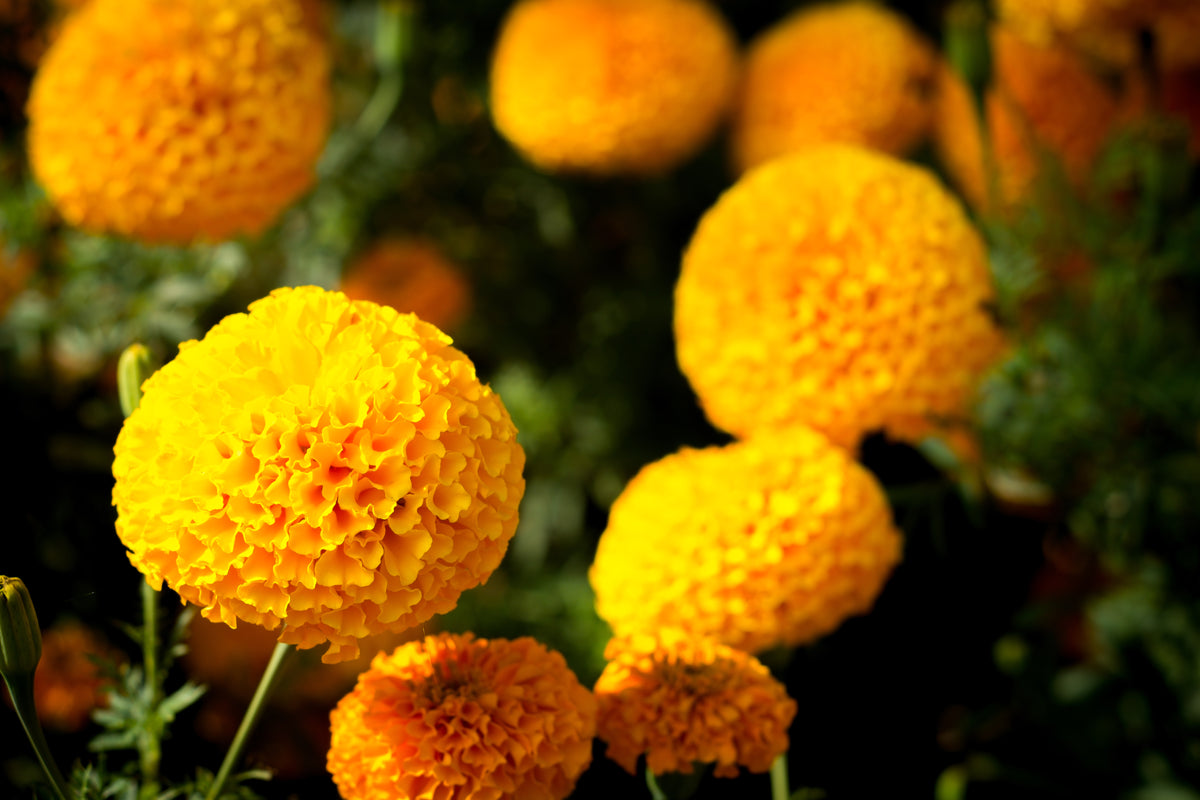 Marigolds for Mom Mother's Day flower seeds