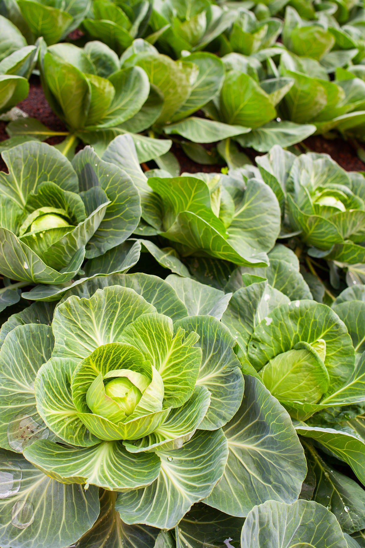 Green cabbage growing in a garden.
