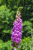 Foxglove Digitalis purpured. A beloved standard in cottage gardens! Tall spikes covered with flowers attract hummingbirds, bees and butterflies! Bentley Seeds.