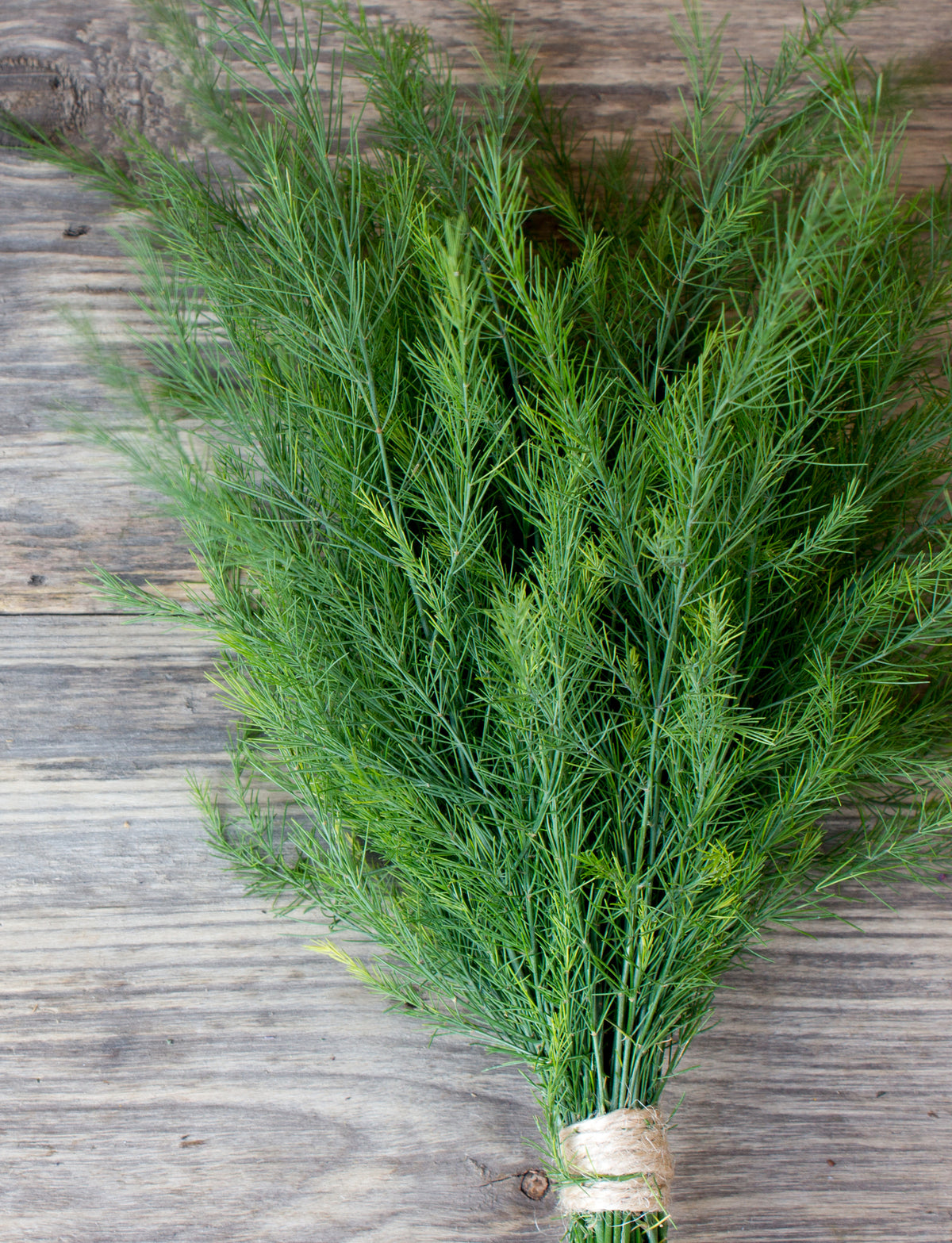 Dill, Long Island Mammoth Seed Packets flower seeds