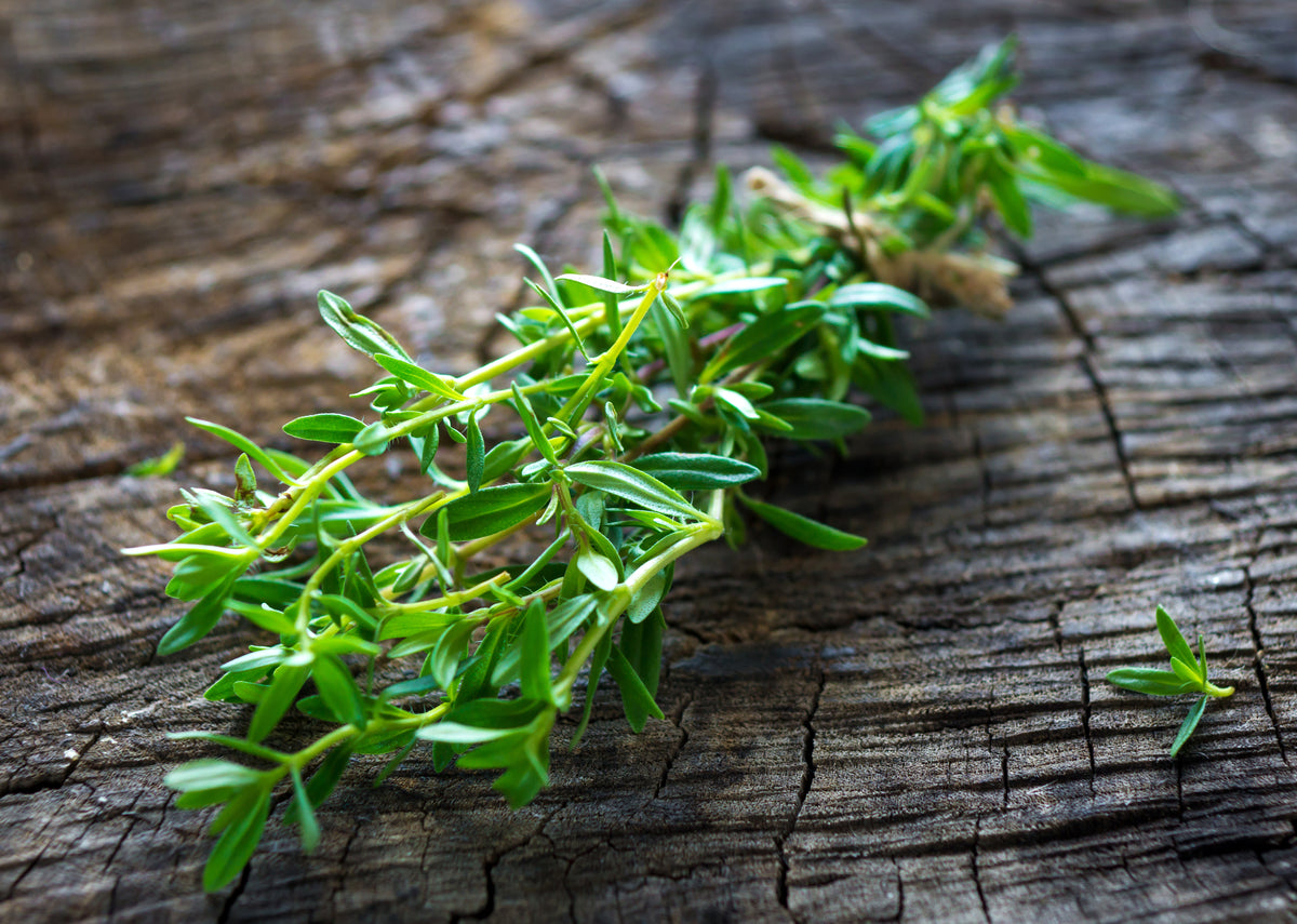 Summer Savory Seed Packets garden seeds