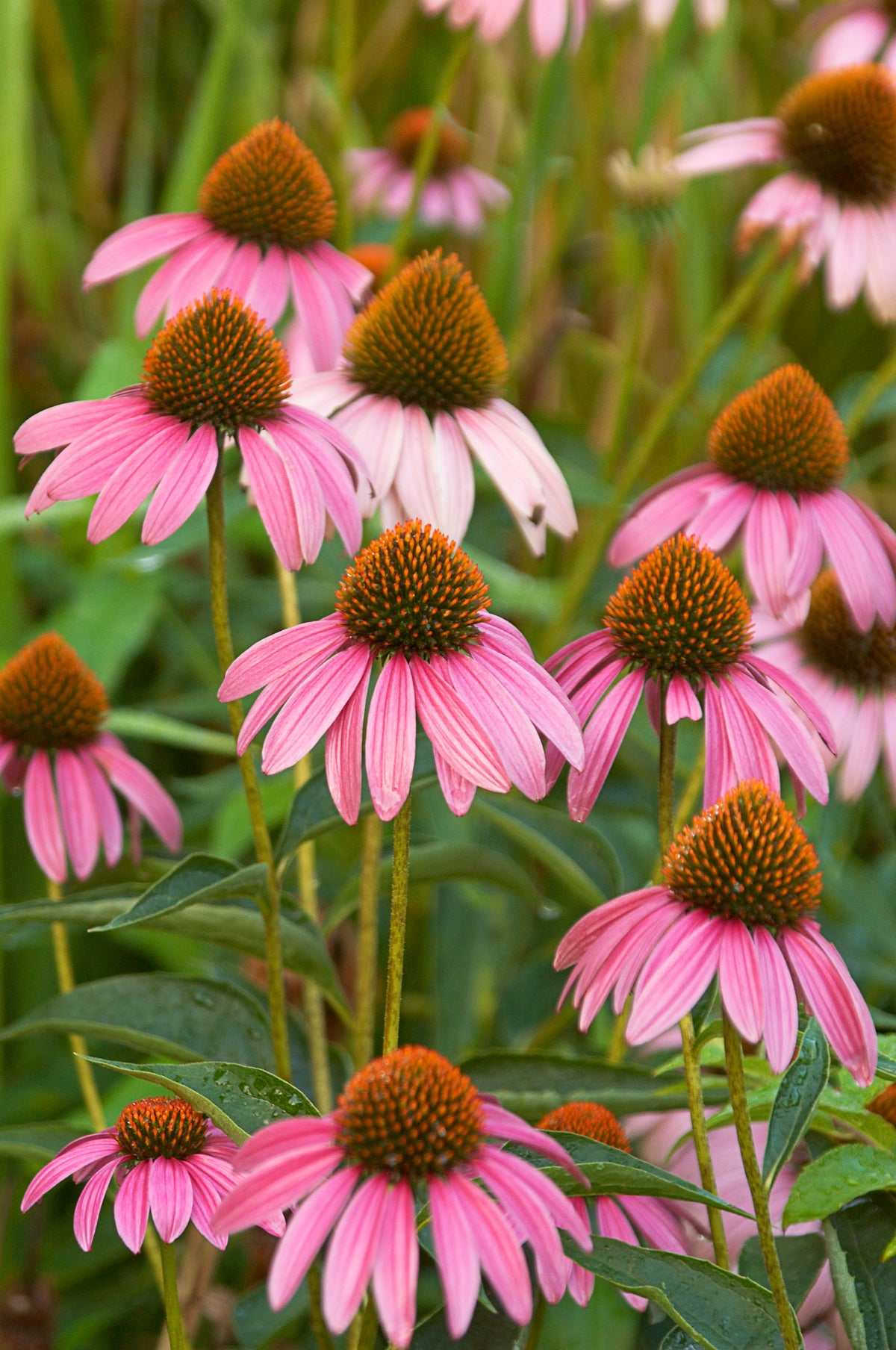 Help the Monarch Butterfly garden seeds