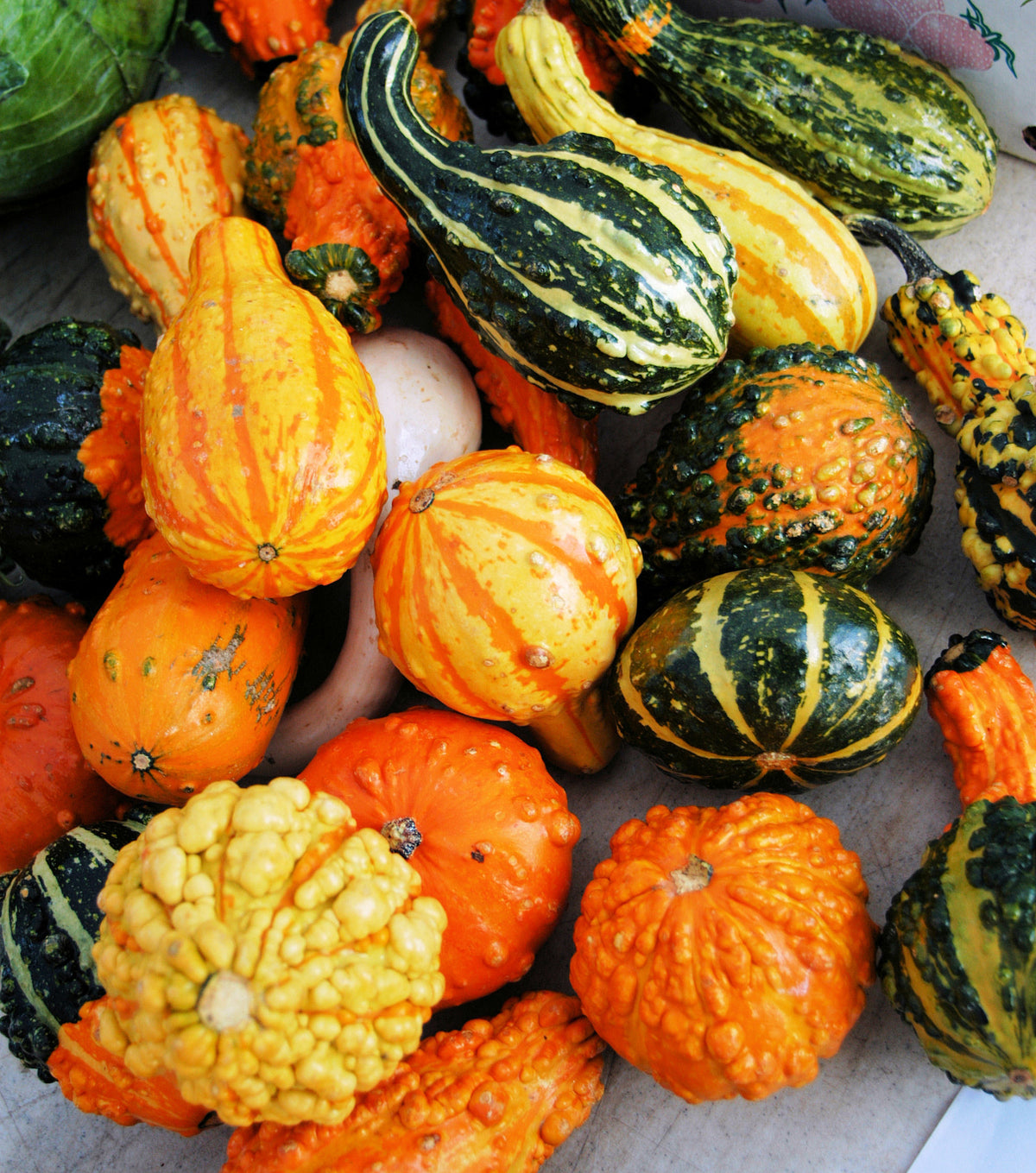 Gourds, Ornamental Mixed Seed Packets flower seeds