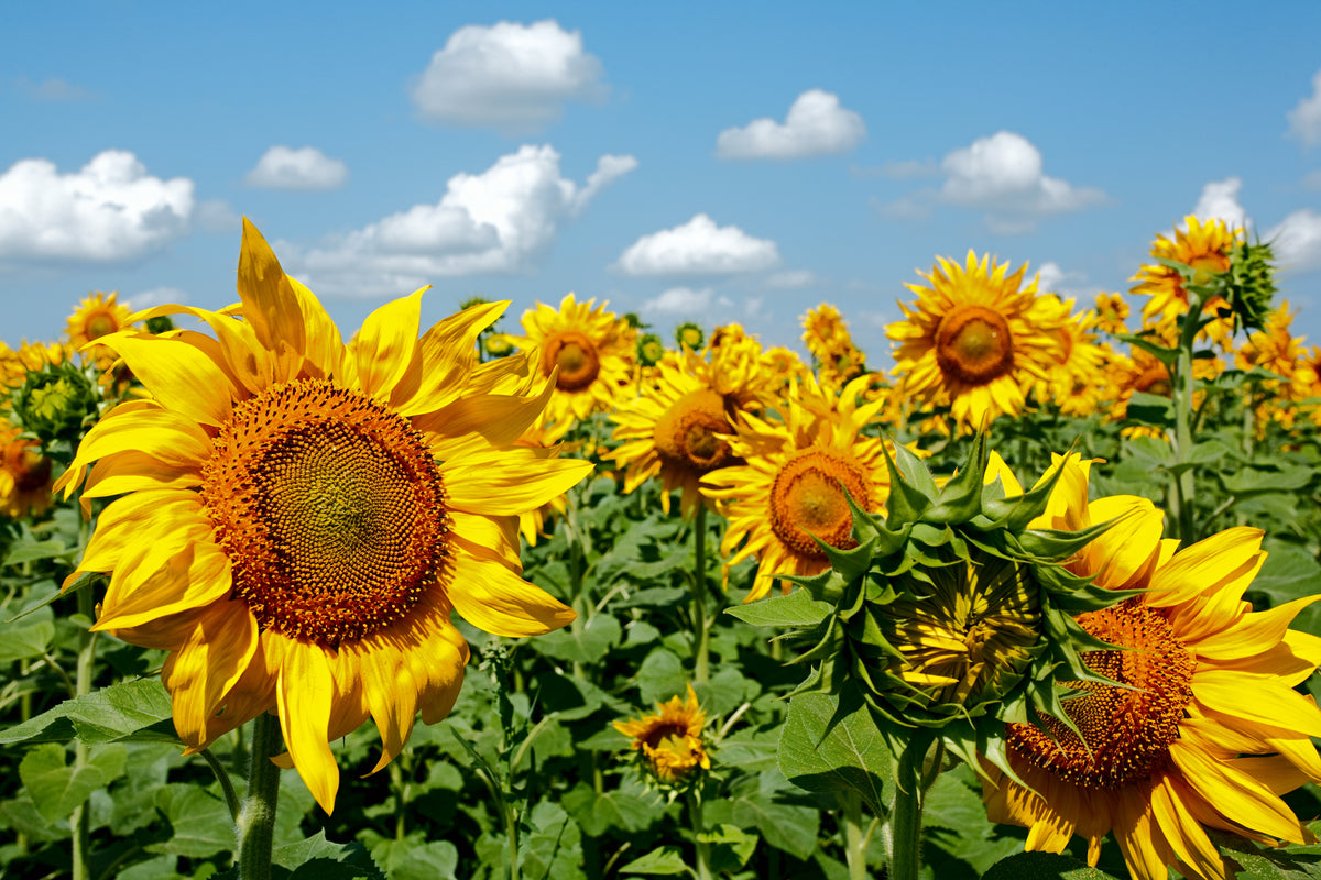 Full Custom Packet flower seeds