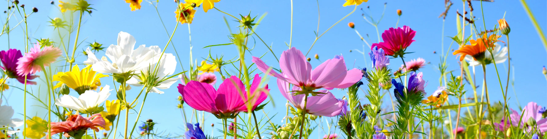 How to Pick the Best Seeds for Pollinators in Your Climate