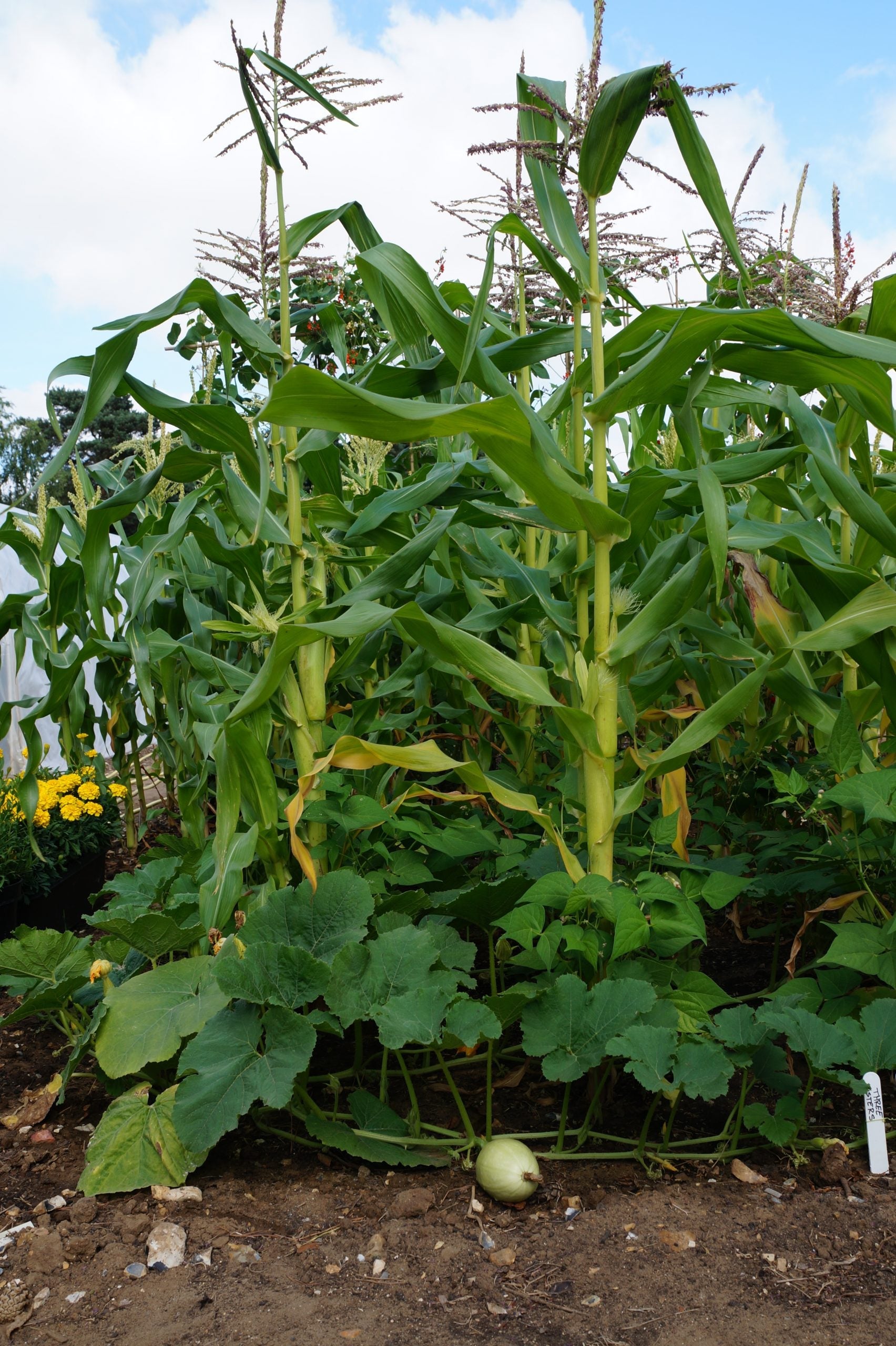 Planting the Past with a “Three Sisters” Garden