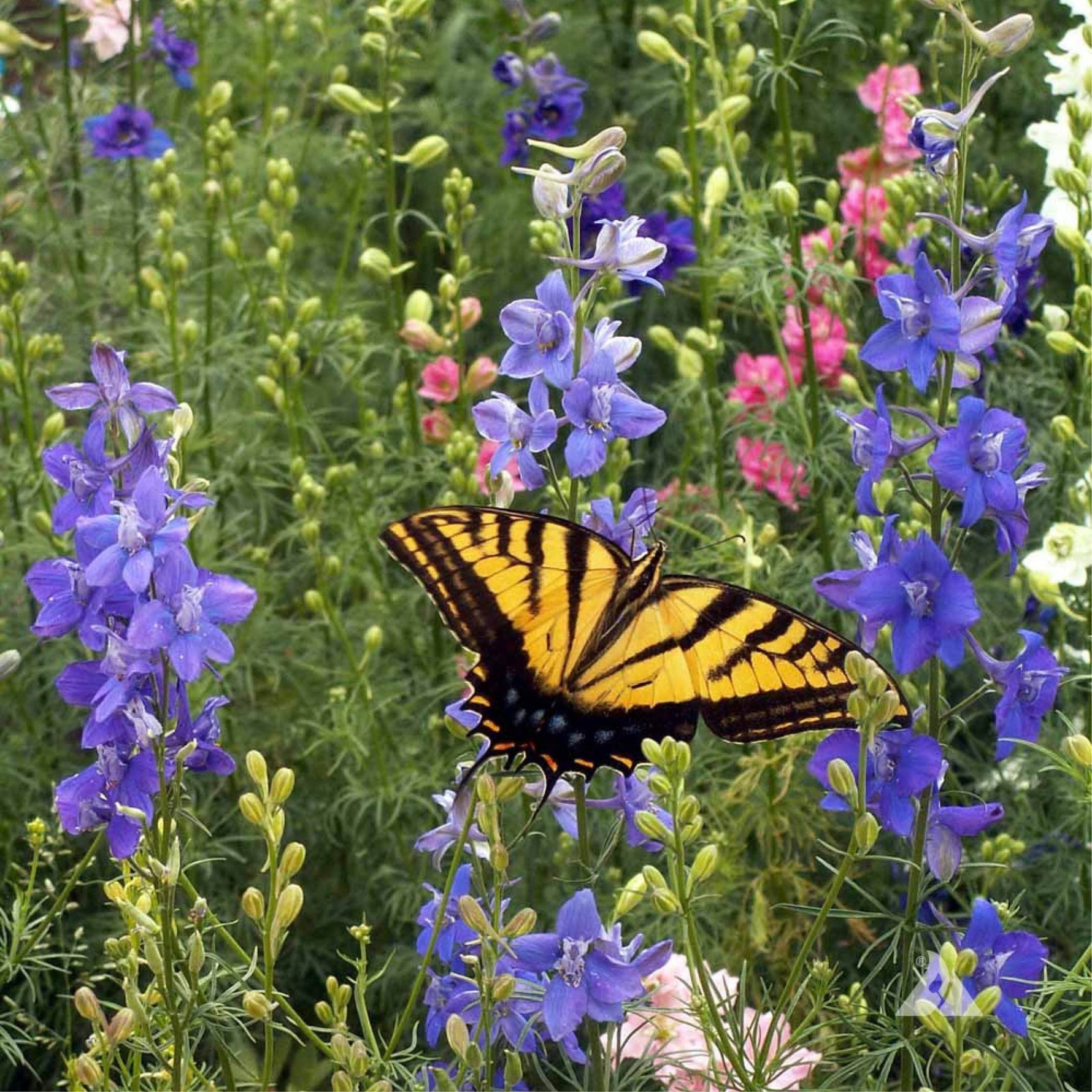 A Comprehensive Guide to Growing Wildflowers