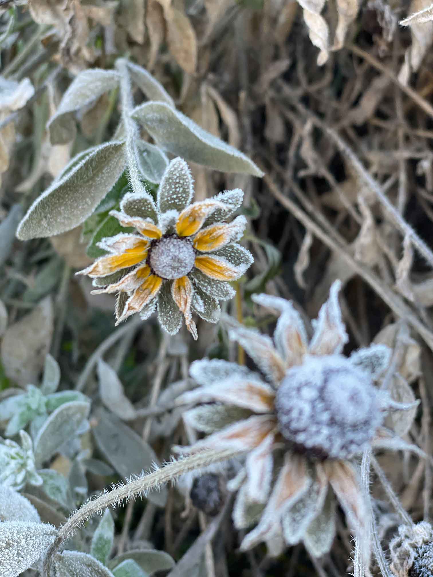 3 Simple Steps to Winterizing your Compost