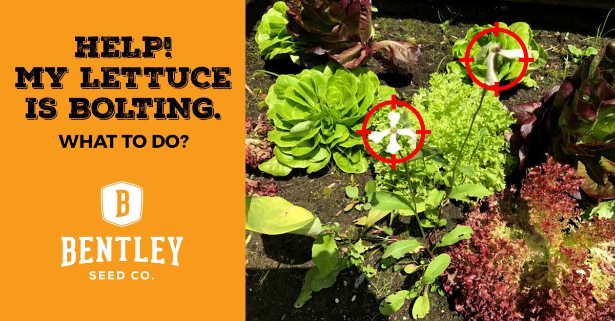 Help! My Lettuce is Bolting. What to Do?