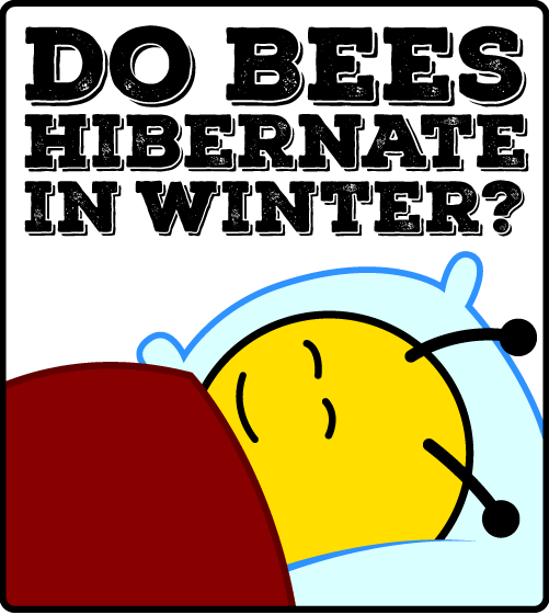Do Bees Hibernate in Winter?