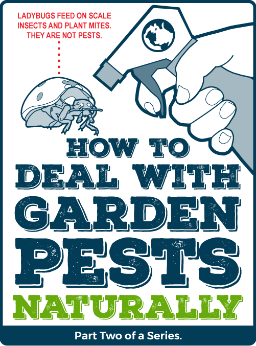 How to Deal with Garden Pests Naturally: Growing and Making your own Bug Repellents - Part Two of a Series