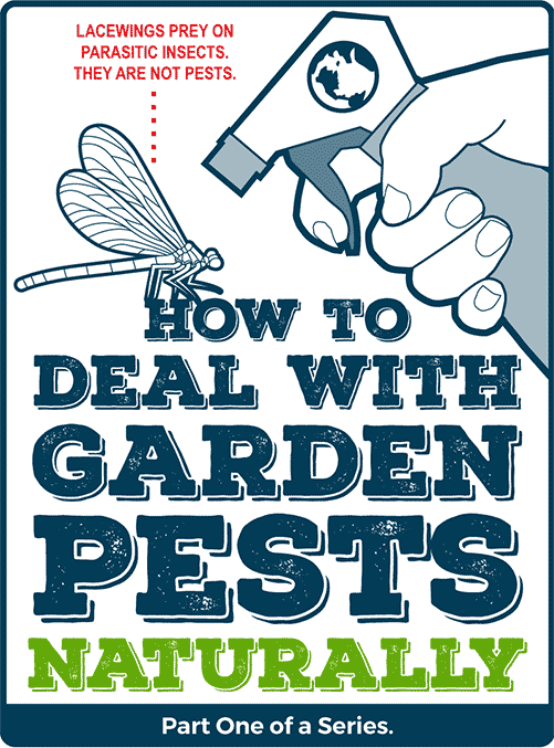How to Deal with Garden Pests Naturally - Part One of a Series