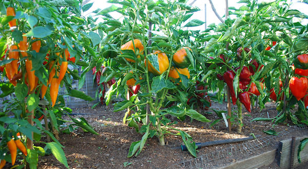 How to Grow Peppers: A Beginners Guide