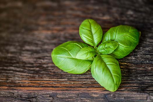 How to Grow Basil