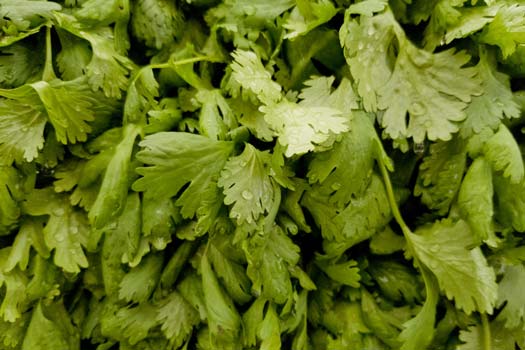 How to Grow Cilantro