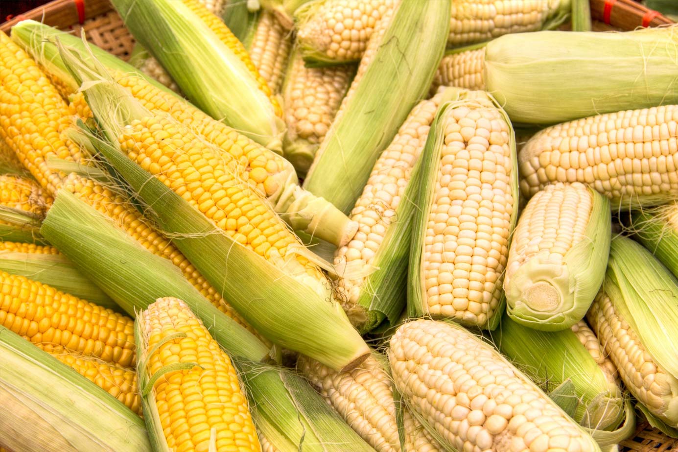 How to Grow Corn