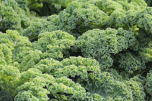 How to Grow Kale