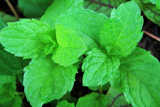 How to Grow Mint