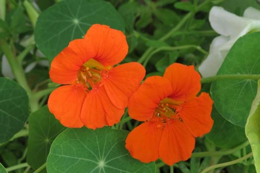 How to Grow Nasturtium